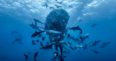 Ocean with David Attenborough